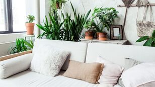 minimalist interior design with green house plants